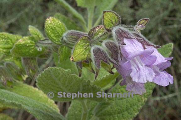 lepechinia fragrans 1 graphic